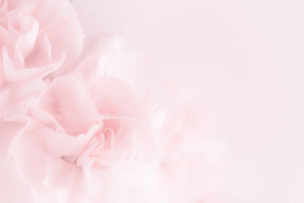 istock Pink Carnation Flowers Bouquet. 986055952
