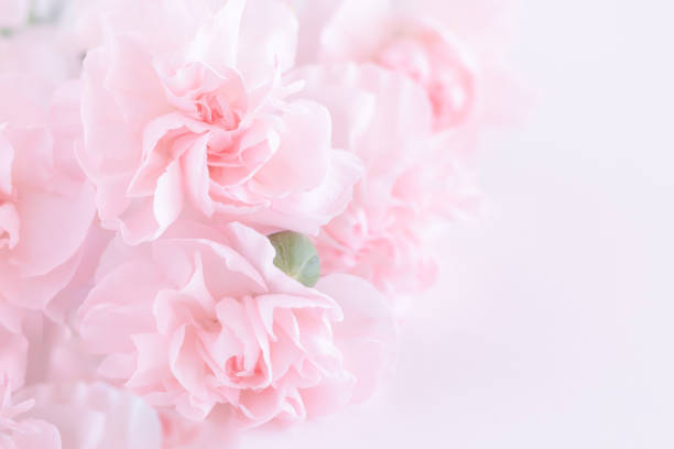 istock Pink Carnation Flowers Bouquet. 986056076