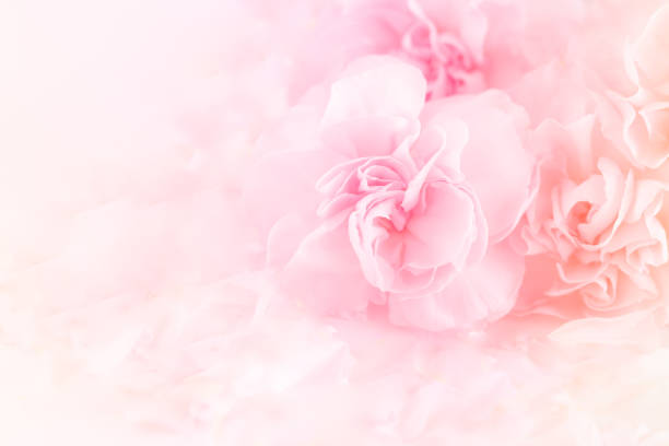 istock Pink Carnation Flowers Bouquet. 986056120