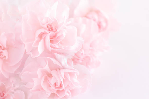 istock Pink Carnation Flowers Bouquet. 986056216