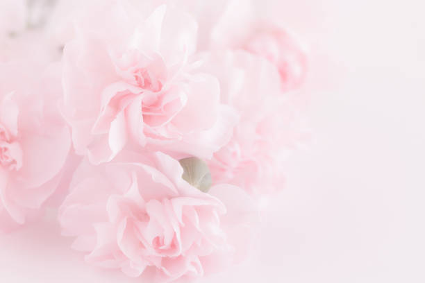 istock Pink Carnation Flowers Bouquet. 986056300