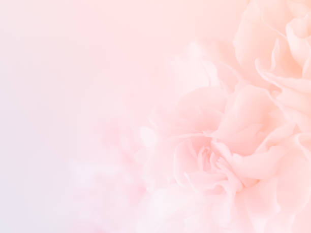 istock Pink Carnation Flowers Bouquet. 986056324