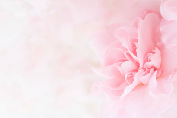 istock Pink Carnation Flowers Bouquet. 986056350