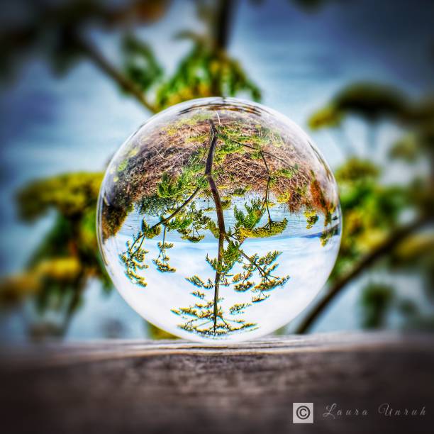 istock Lensball Tree at Ano Nuevo 986059612