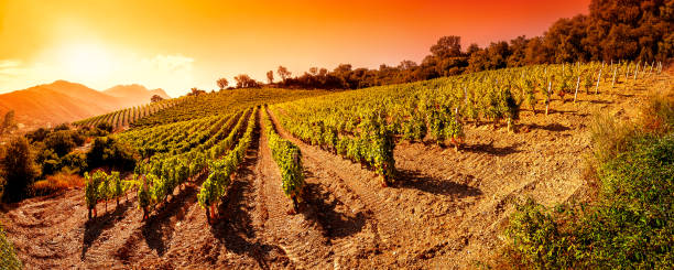 Sunrise on a hillside vineyard in Sardinia Beautiful sunrise over a landscape of a vineyard laden with bunches of ripe grapes in the summer sardinia vineyard stock pictures, royalty-free photos & images