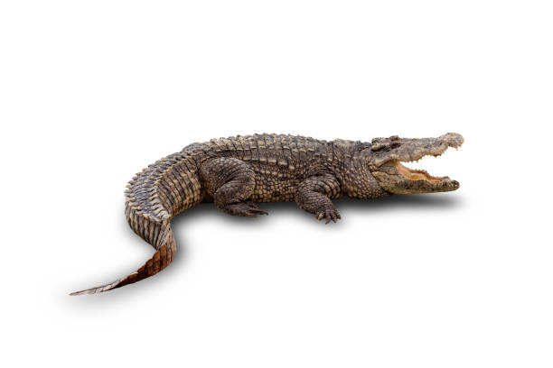 asian crocodile isolated on white background with clipping path and drop shadow