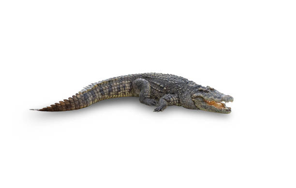 istock asian crocodile isolated on white background 986060698