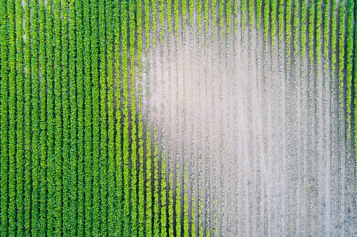 Aerial image of soybean field with problematic parts of ground, shoot from drone