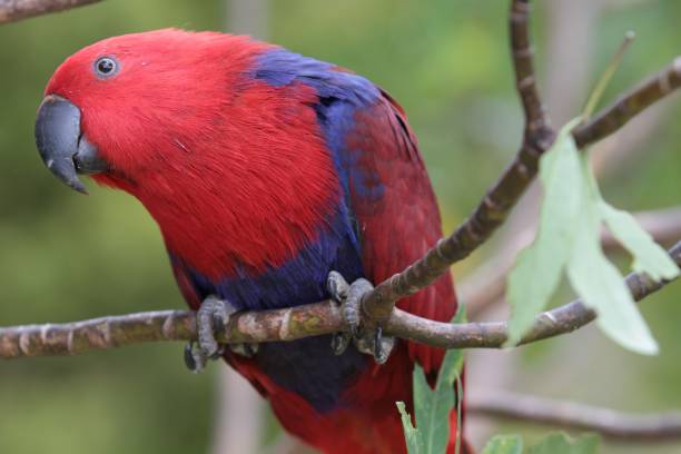 istock Gentle Parrot, Waitakere Ranges, New Zealand 986067602