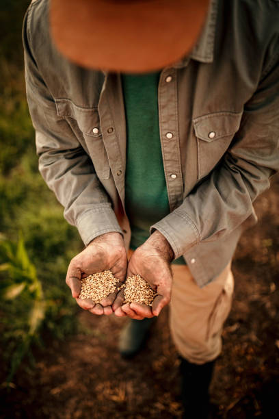 istock Farmer's hands holding wheat grains 986068542