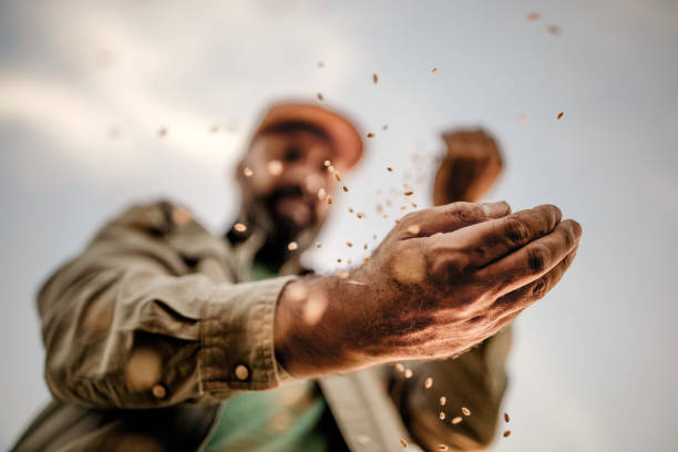 Farmer's hands holding wheat grains