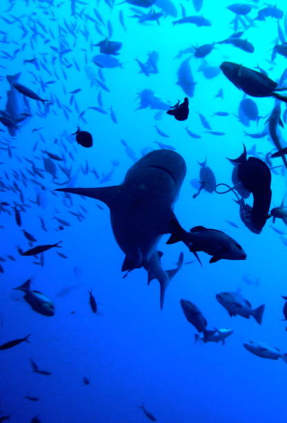 istock bull shark, carcharhinus leucas, Bega lagoon, Fiji 986068574