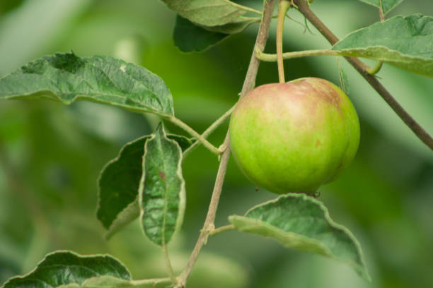 istock an unripe apple that acquires a red color. An apple hanging on a tree branch 986071736