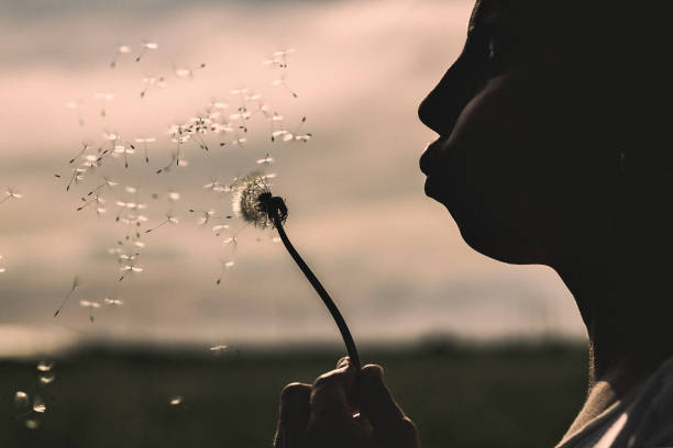 istock Girl blowing on white dandelion in the forest. 986074550