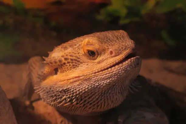 Profile Pictures of the Bearded Dragon