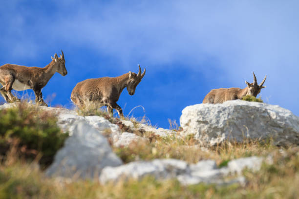 istock ibexes in the Alps 986081184