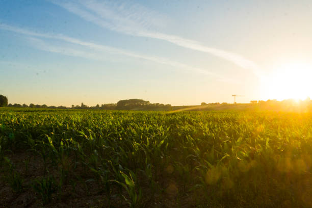 istock Sunset in rural rolling hills countryside 986099764