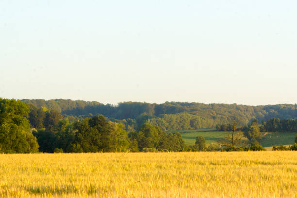 istock Sunset in rural rolling hills countryside 986099992