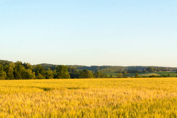 istock Sunset in rural rolling hills countryside 986100004