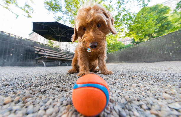 istock Minature goldendoodle ready to play fetch 986100048