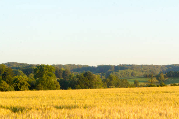 istock Sunset in rural rolling hills countryside 986100066