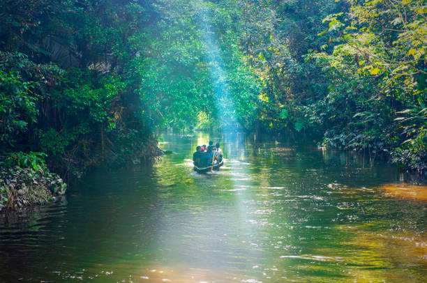 エクアドルのアマゾン熱帯雨林パドル カヌー。 - forest canal tropical rainforest river ストックフォトと画像