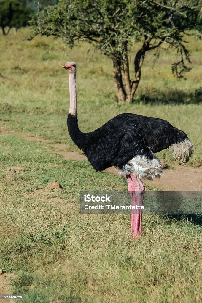 Common Ostrich Stock Photo - Download Image Now - Africa, Animal, Animal  Neck - iStock