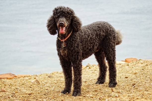 magnifique, charmant caniche standard - regarde directement dans la caméra. pain pur. - standard poodle photos et images de collection