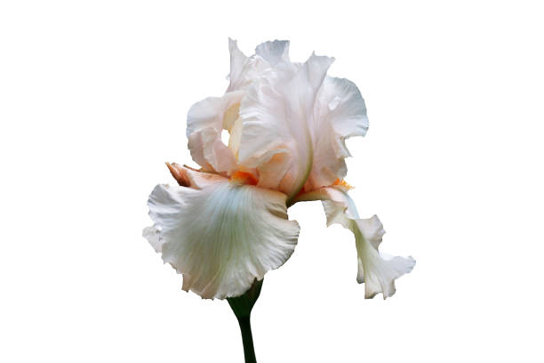 istock Iris flower with white petals and the orange middle on a white background. 986129126
