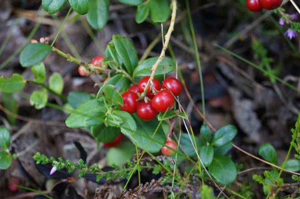 istock Wild lingonberries on a stem - close up 986141818