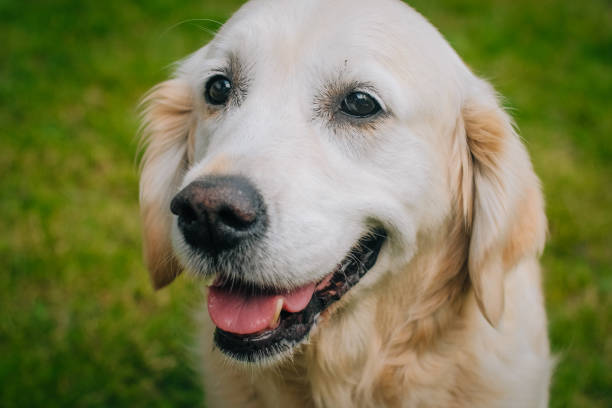 istock Beautiful young golden retriever is laughing in camera 986158646