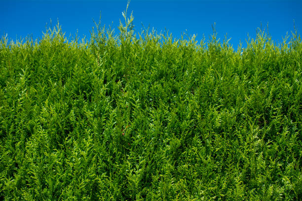 istock coniferous hedge background with blue sky on top 986164134