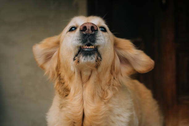 istock Beautiful young golden retriever is laughing in camera 986168882
