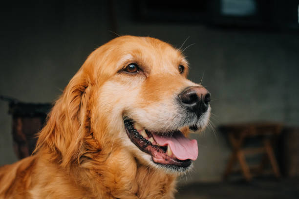 istock Beautiful young golden retriever is laughing in camera 986169140