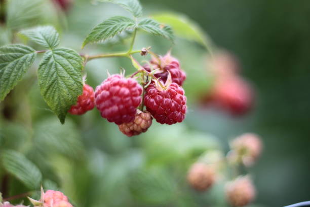 istock Growing raspberries on the shrub 986195986