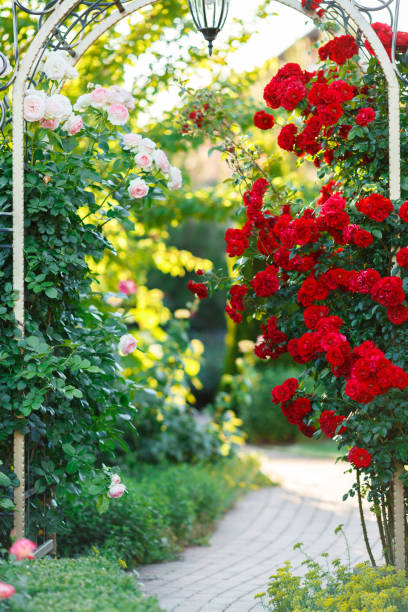 istock Beautiful blooming red rose on a bush in the garden 986199600