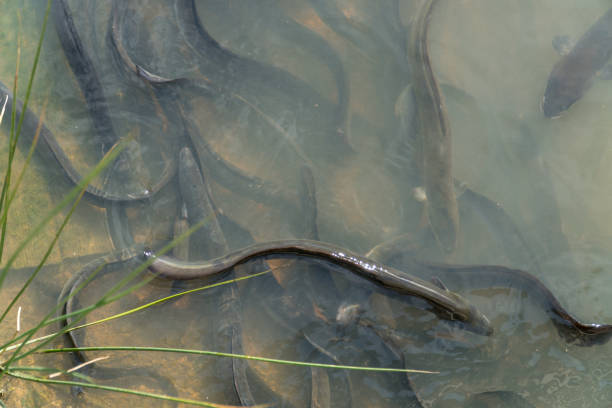 shortfin eels in shallow water - saltwater eel imagens e fotografias de stock