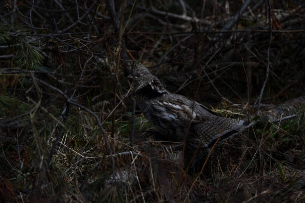 istock Grouse fluffs her feathers in the forest shadows 986203292