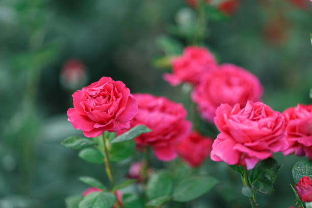 istock pink rose bush with flowers and green buds 986204144