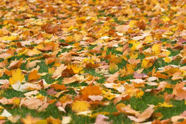 Autumn yellow dry maple leaves on green grass. Selective focus. Natural background.