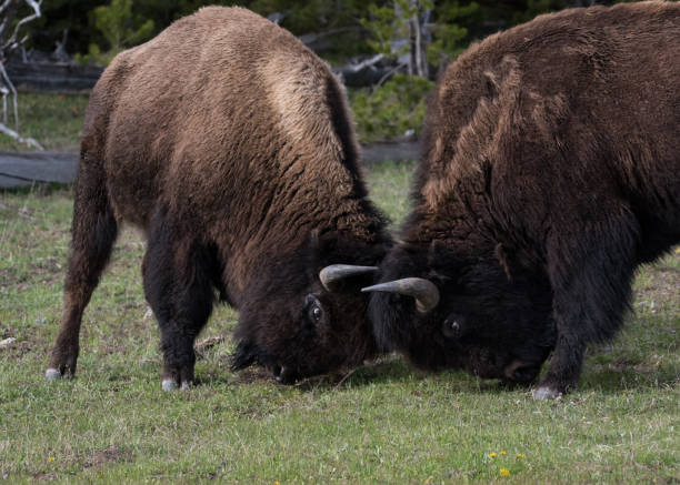 istock Two American bison practice fighting in Yellowstone National Park 986222772