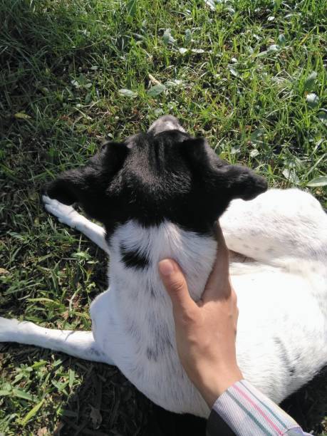 istock Black and white mestizo dog 986226348