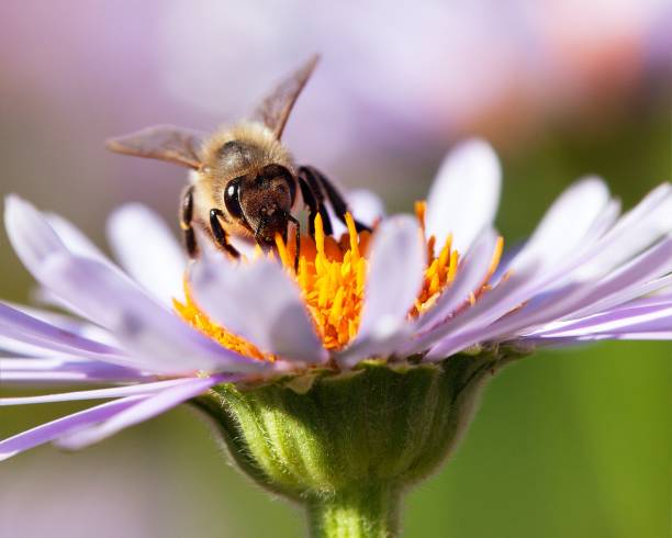 istock bee or honeybee in Latin Apis Mellifera on flower 986232280