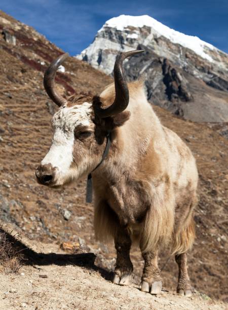 istock Yak on the way to Everest base camp 986232412
