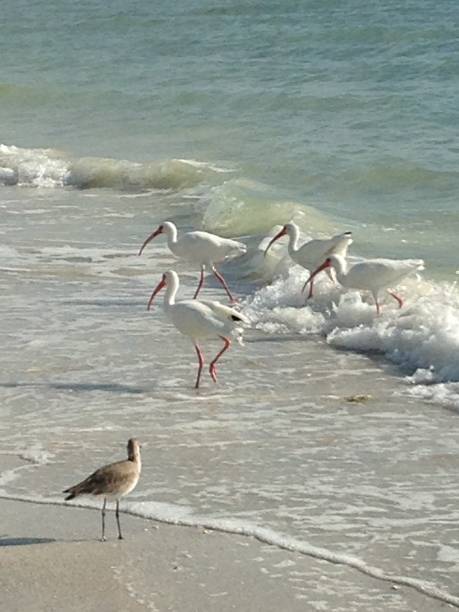 istock Shore Birds Of A Feather 986233004