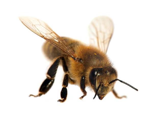 istock bee or honeybee in Latin Apis Mellifera 986237812