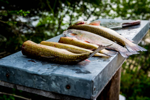 Fishes of the day