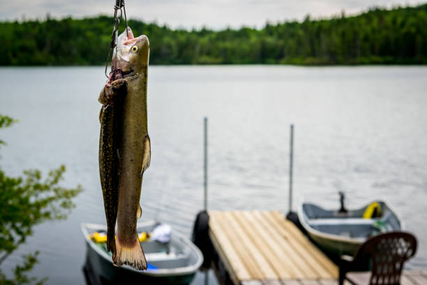 istock Fishes of the day 986254150