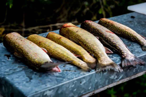 istock Fishes of the day 986254160