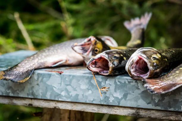 istock Fishes of the day 986254402